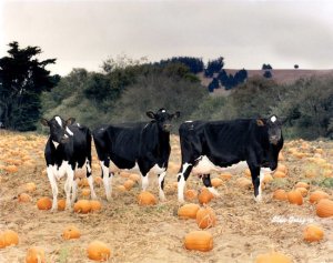 mcclellands_dairy_and_pumpkin_patch