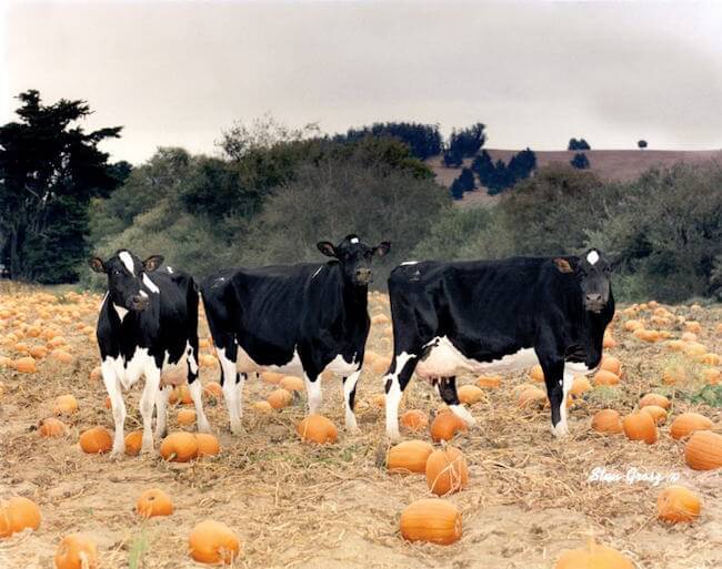 Three black and white cows in a field amid pumpkins on McClellands Dairy and Pumpkin Patch.