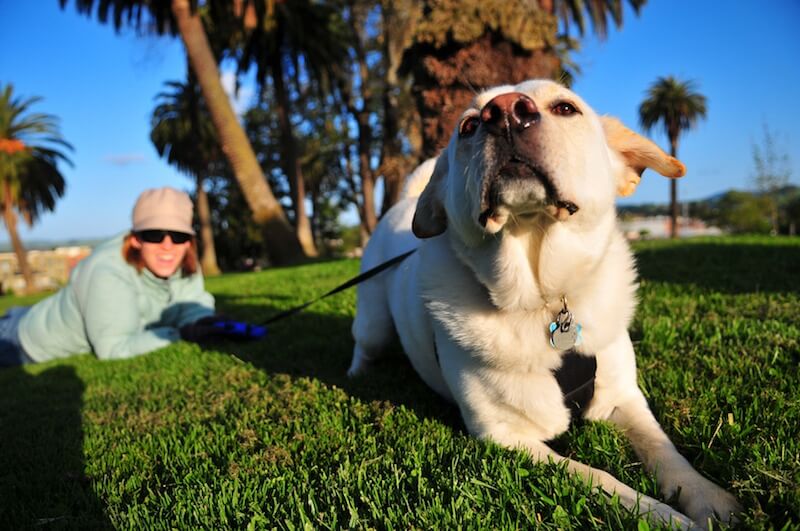 Petaluma Dog Friendly Parks