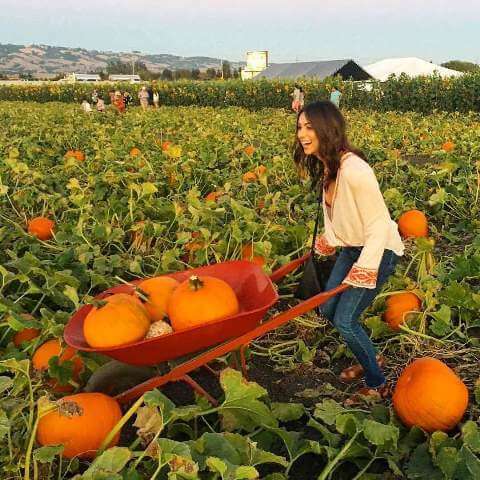 pumpkin patch in petaluma