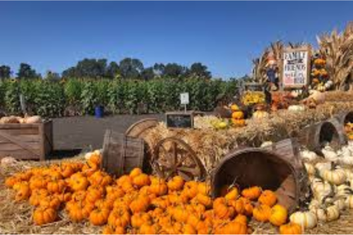 Petaluma Pumpkin Patch