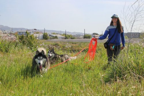 Petaluma River Park Walk | Caminata por el Petaluma River Park