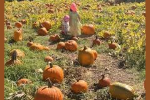 Mickelson Pumpkin Patch