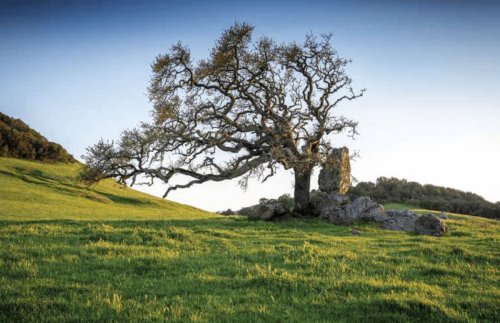 Oak tree at daytime on green hilly field with rock outcropping