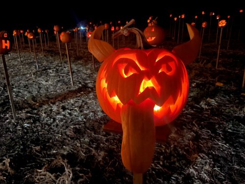 Nighttime field of jack-o-lanterns lit with close-up of one in front.