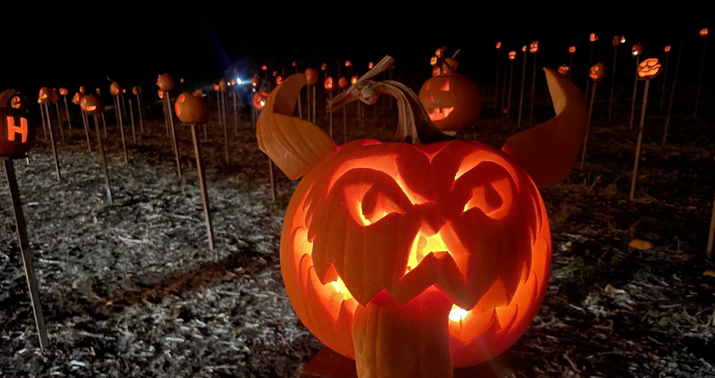 Nighttime field of jack-o-lanterns lit with close-up of one in front.